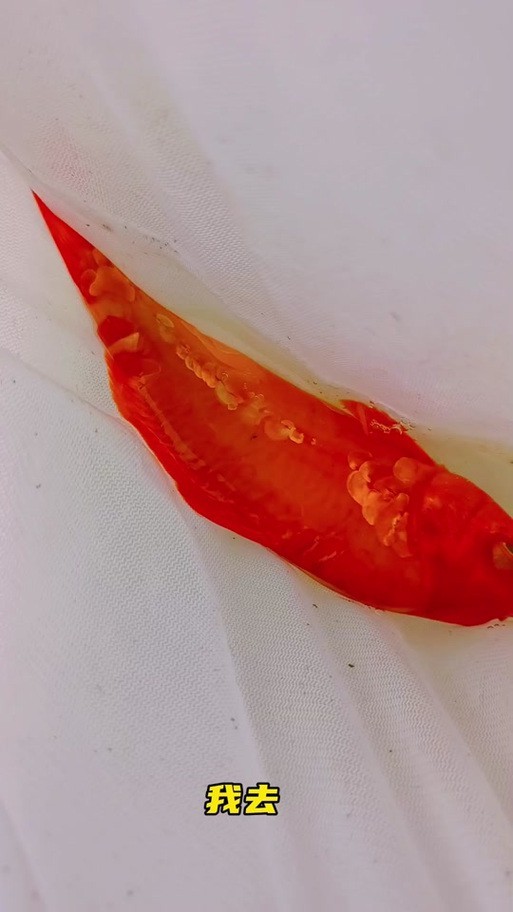 德系錦鯉魚圖片大全【尾巴搖擺俱樂部,德系錦鯉的優缺點搞寵物的喵喵】