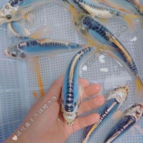 德系錦鯉魚圖片大全【尾巴搖擺俱樂部,德系錦鯉的優缺點搞寵物的喵喵】