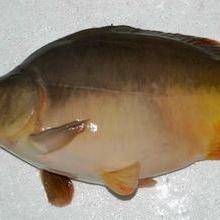 德系錦鯉魚圖片大全【尾巴搖擺俱樂部,德系錦鯉的優缺點搞寵物的喵喵】