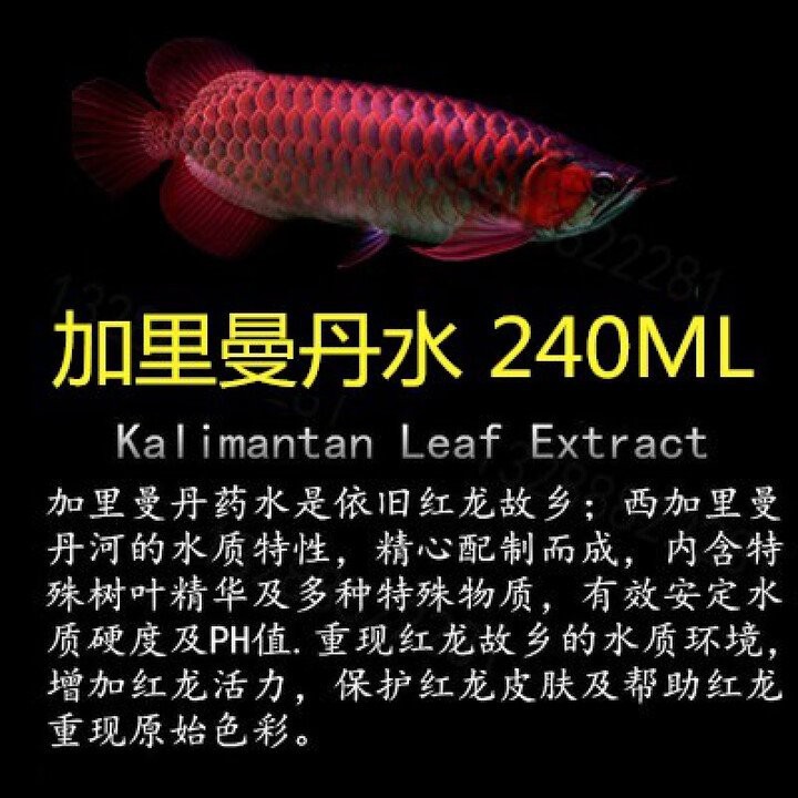 龍魚專用魚藥哪里可以購買到？【龍魚專用魚藥有哪些品牌推薦？】