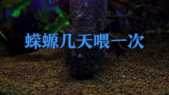 小火龍蠑螈多久喂一次？【小火龍蠑螈喂食全攻略】 小火龍蠑螈多久喂一次？【小火龍蠑螈喂食全攻略】 龍魚百科 第7張
