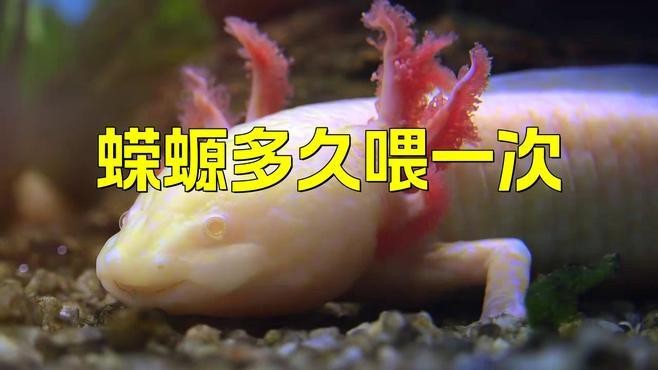小火龍蠑螈多久喂一次？【小火龍蠑螈喂食全攻略】 小火龍蠑螈多久喂一次？【小火龍蠑螈喂食全攻略】 龍魚百科 第6張