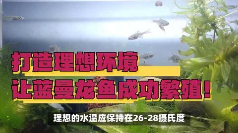 藍曼龍繁殖時需要注意什么？【曼龍繁殖時需注意以下要點藍曼龍魚怎么繁殖】