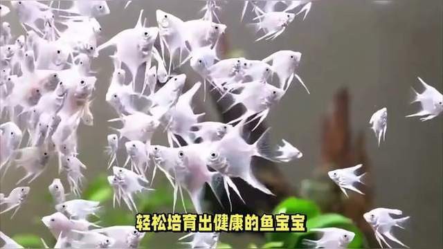藍曼龍繁殖時需要注意什么？【曼龍繁殖時需注意以下要點藍曼龍魚怎么繁殖】