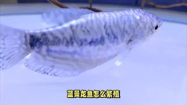 藍曼龍繁殖時需要注意什么？【曼龍繁殖時需注意以下要點藍曼龍魚怎么繁殖】