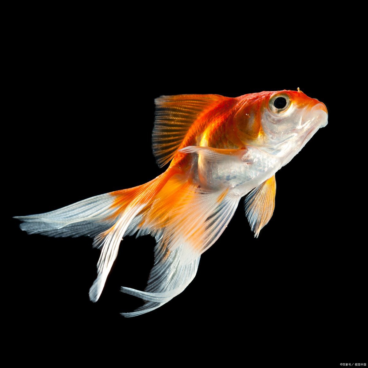 屬龍人養魚的最佳風水方位在哪里？【屬龍人養魚在風水上有一定講究其最佳風水方位有多個說法】