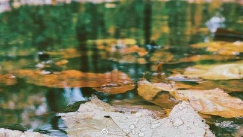 屬龍人養魚的最佳風水方位在哪里？【屬龍人養魚在風水上有一定講究其最佳風水方位有多個說法】