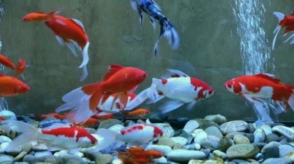 屬龍人養魚的最佳風水方位在哪里？【屬龍人養魚在風水上有一定講究其最佳風水方位有多個說法】