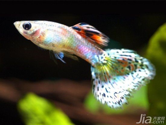 家里養(yǎng)鳳尾魚風(fēng)水好【鳳尾魚的風(fēng)水哲學(xué)基礎(chǔ)風(fēng)水哲學(xué)基礎(chǔ)】