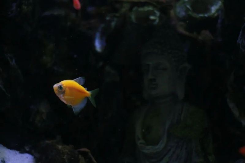 龍魚頭朝上尾朝下多久會死？【七彩神仙魚突然倒立是在耍雜技嗎真相太可怕太可怕】 龍魚頭朝上尾朝下多久會死？【七彩神仙魚突然倒立是在耍雜技嗎真相太可怕太可怕】 龍魚百科 第4張