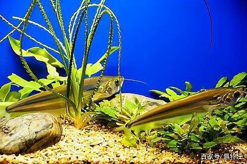 龍魚頭朝上尾朝下多久會死？【七彩神仙魚突然倒立是在耍雜技嗎真相太可怕太可怕】 龍魚頭朝上尾朝下多久會死？【七彩神仙魚突然倒立是在耍雜技嗎真相太可怕太可怕】 龍魚百科 第9張