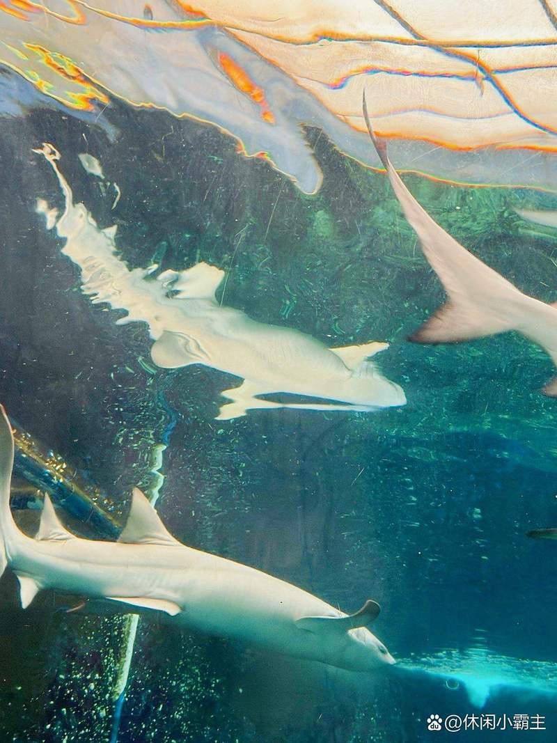 連云港水族店【連云港市主要水族店及相關海洋館】