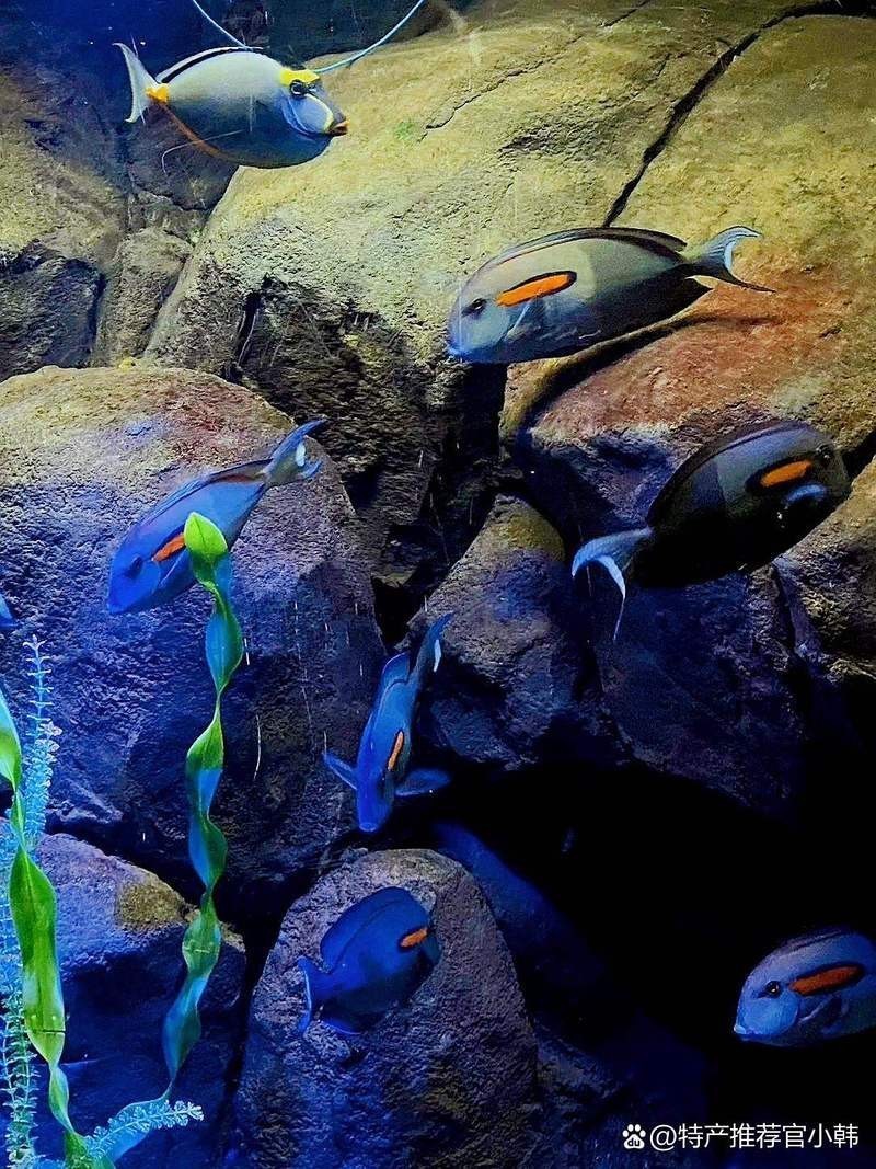連云港水族店【連云港市主要水族店及相關海洋館】