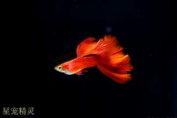 紅龍孔雀魚繁殖成功率有多高？【寵庫，孔雀魚繁殖100+只】 紅龍孔雀魚繁殖成功率有多高？【寵庫，孔雀魚繁殖100+只】 龍魚論壇 第3張