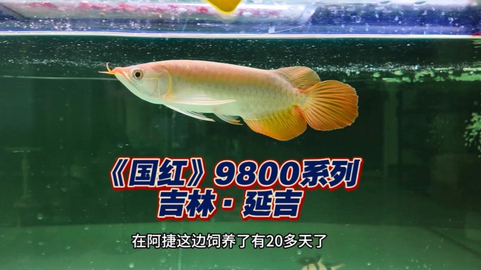 印尼紅龍中的“國紅”系列有何特點？【《國紅》9800系列純血印尼大湖紅龍魚】