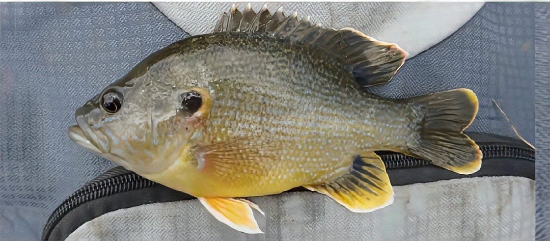 日本淡水魚大全一覽表【《日本淡水魚大全一覽表》】 日本淡水魚大全一覽表【《日本淡水魚大全一覽表》】 龍魚論壇 第4張