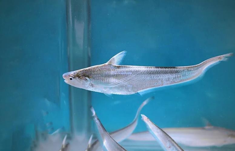 刀鱭魚(yú)圖片【刀鱭魚(yú)是一種極具特色的魚(yú)類，文中呈現(xiàn)的刀鱭魚(yú)】