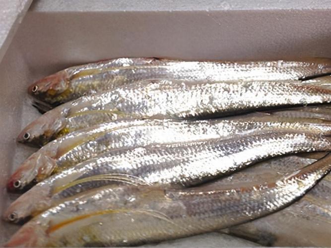 刀鱭魚(yú)圖片【刀鱭魚(yú)是一種極具特色的魚(yú)類，文中呈現(xiàn)的刀鱭魚(yú)】