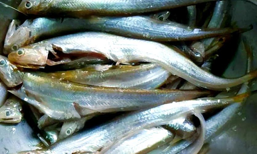 刀鱭魚(yú)圖片【刀鱭魚(yú)是一種極具特色的魚(yú)類，文中呈現(xiàn)的刀鱭魚(yú)】