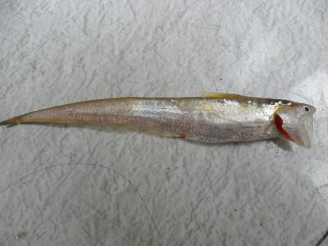 刀鱭魚(yú)圖片【刀鱭魚(yú)是一種極具特色的魚(yú)類，文中呈現(xiàn)的刀鱭魚(yú)】