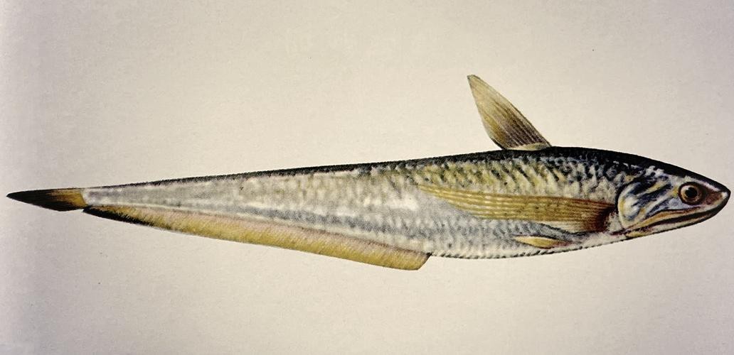 刀鱭魚(yú)圖片【刀鱭魚(yú)是一種極具特色的魚(yú)類，文中呈現(xiàn)的刀鱭魚(yú)】