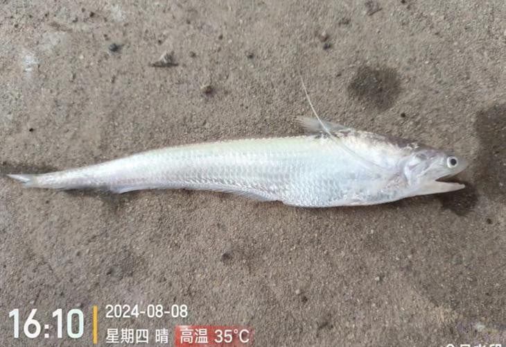 刀鱭魚(yú)圖片【刀鱭魚(yú)是一種極具特色的魚(yú)類，文中呈現(xiàn)的刀鱭魚(yú)】