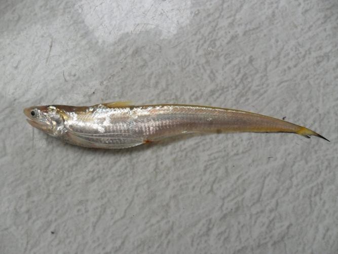 刀鱭魚(yú)圖片【刀鱭魚(yú)是一種極具特色的魚(yú)類，文中呈現(xiàn)的刀鱭魚(yú)】