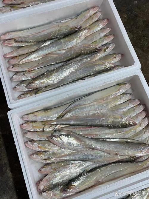 刀鱭魚(yú)圖片【刀鱭魚(yú)是一種極具特色的魚(yú)類，文中呈現(xiàn)的刀鱭魚(yú)】