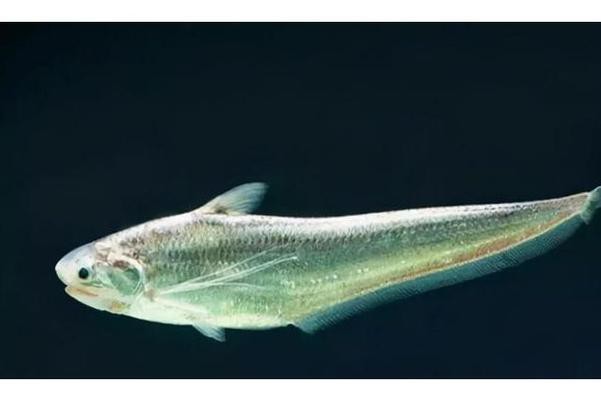 刀鱭魚(yú)圖片【刀鱭魚(yú)是一種極具特色的魚(yú)類，文中呈現(xiàn)的刀鱭魚(yú)】