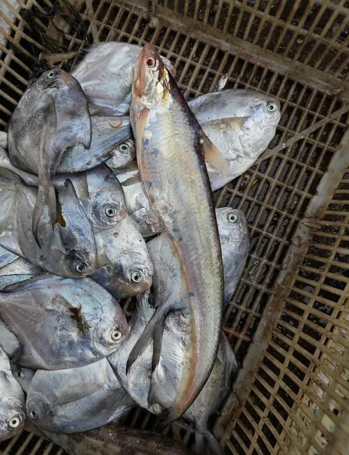 刀鱭魚(yú)圖片【刀鱭魚(yú)是一種極具特色的魚(yú)類，文中呈現(xiàn)的刀鱭魚(yú)】