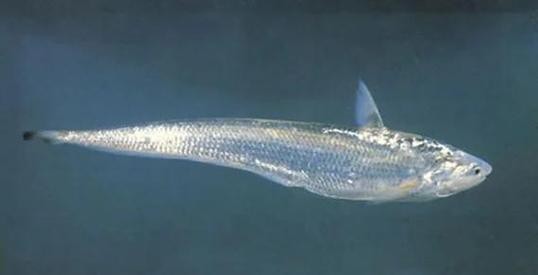 刀鱭魚(yú)圖片【刀鱭魚(yú)是一種極具特色的魚(yú)類，文中呈現(xiàn)的刀鱭魚(yú)】