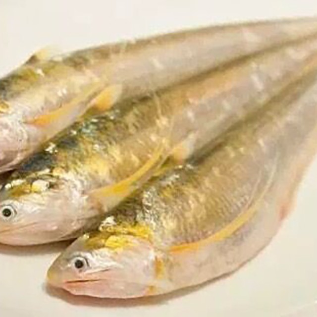 刀鱭魚(yú)圖片【刀鱭魚(yú)是一種極具特色的魚(yú)類，文中呈現(xiàn)的刀鱭魚(yú)】