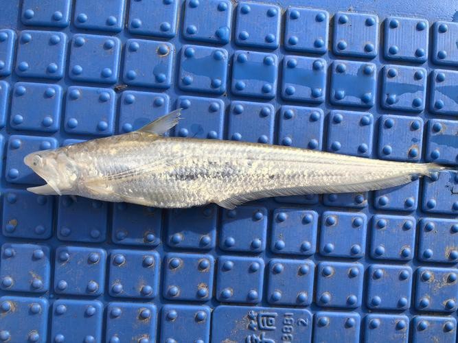 刀鱭魚(yú)圖片【刀鱭魚(yú)是一種極具特色的魚(yú)類，文中呈現(xiàn)的刀鱭魚(yú)】