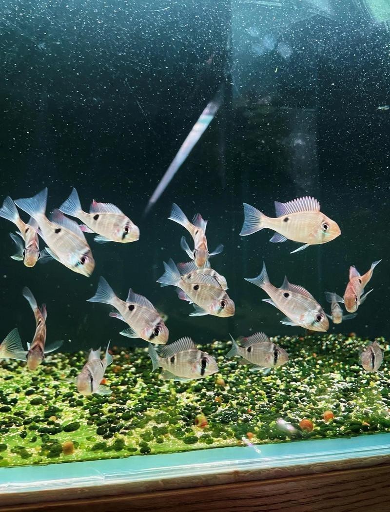 郫縣水族店【成都養魚天堂-郫縣水族店】