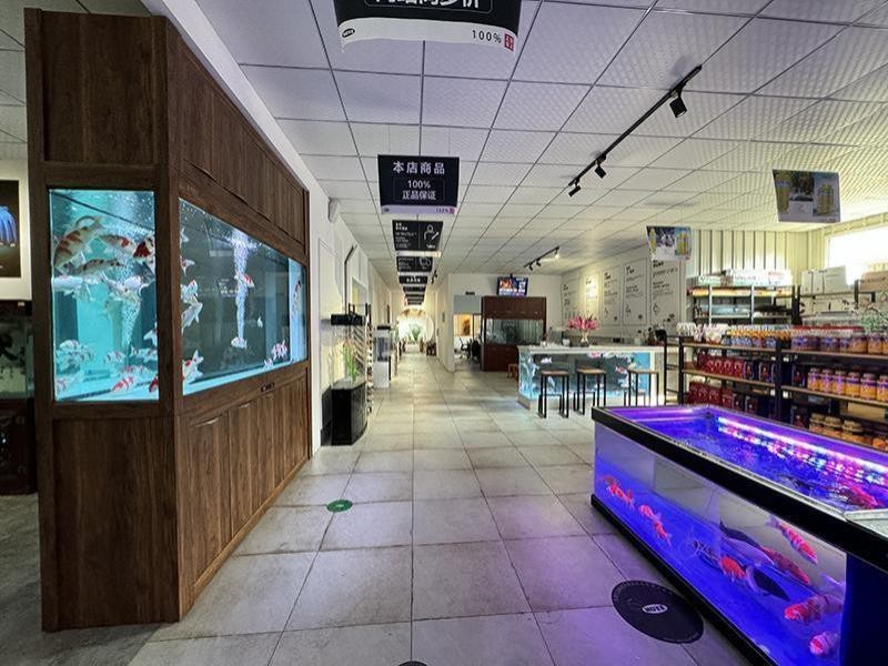 清水河水族店【教你開好一家水族店別人家的水族店別人家的水族店有定制服務嗎】