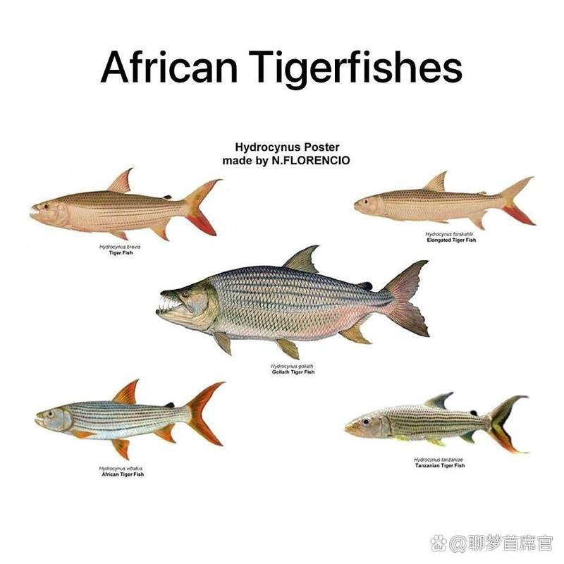 非洲虎魚有哪些品種【常見的四種常見的虎魚養魚小藝】