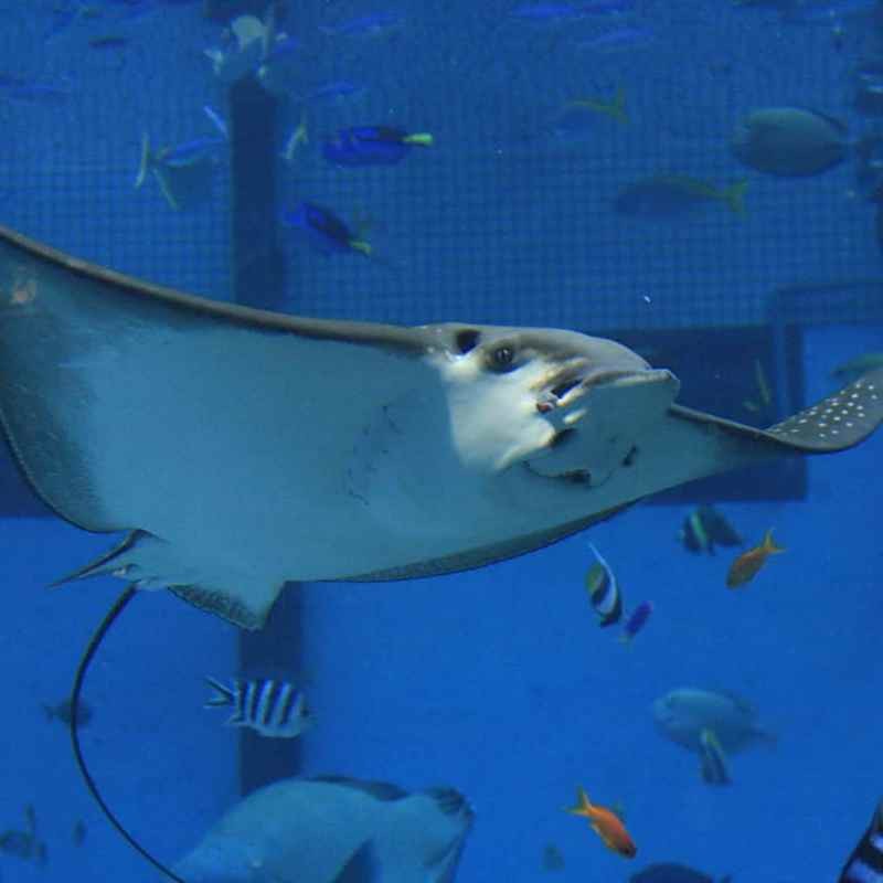 龍港水族店【龍港水族店——海洋世界的奇妙角落】