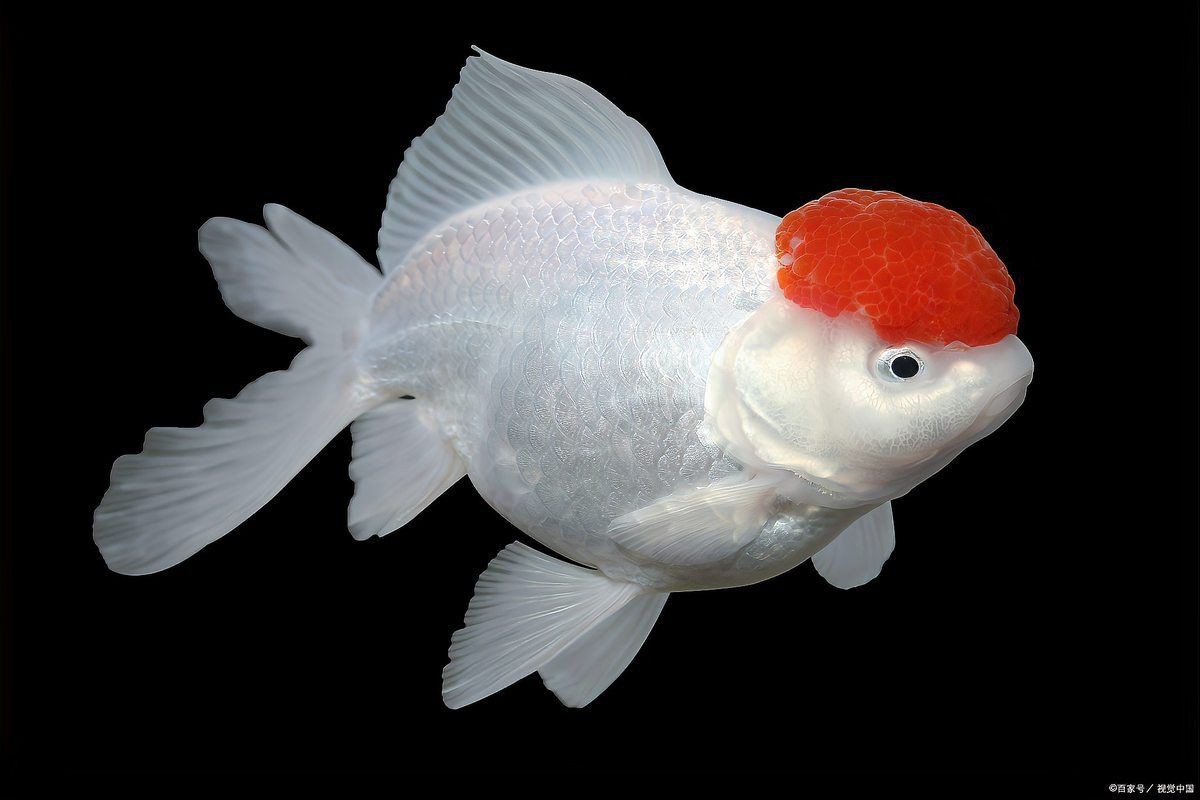 冷水魚壽命一覽表【冷水魚的壽命一覽表】 冷水魚壽命一覽表【冷水魚的壽命一覽表】 龍魚百科 第2張