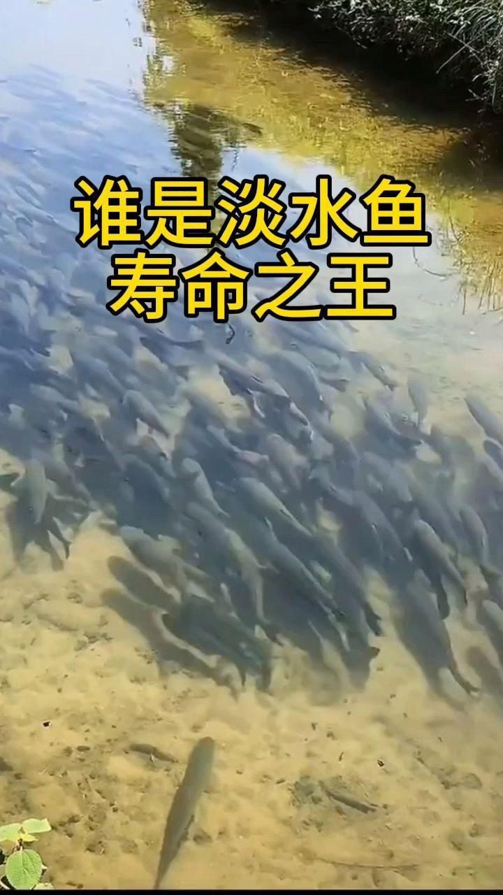 冷水魚壽命一覽表【冷水魚的壽命一覽表】 冷水魚壽命一覽表【冷水魚的壽命一覽表】 龍魚百科 第4張