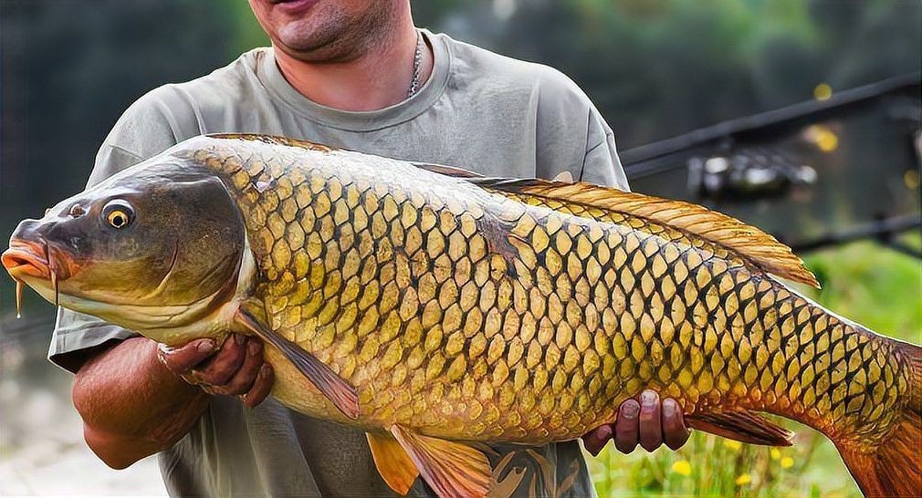 冷水魚壽命一覽表【冷水魚的壽命一覽表】 冷水魚壽命一覽表【冷水魚的壽命一覽表】 龍魚百科 第5張