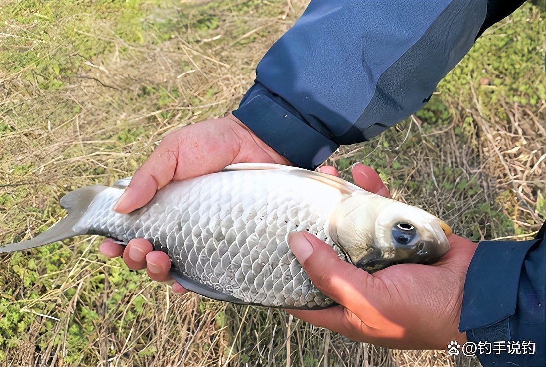 冷水魚壽命一覽表【冷水魚的壽命一覽表】 冷水魚壽命一覽表【冷水魚的壽命一覽表】 龍魚百科 第6張