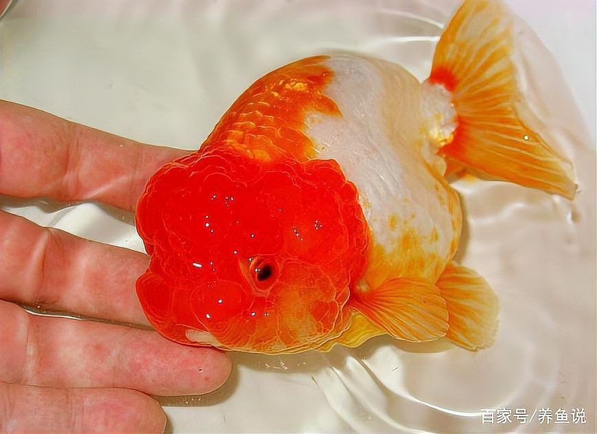 冷水魚壽命一覽表【冷水魚的壽命一覽表】 冷水魚壽命一覽表【冷水魚的壽命一覽表】 龍魚百科 第8張