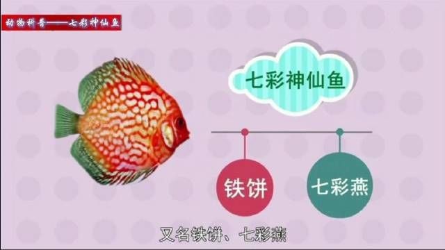 藍面財神七彩神仙魚【藍面財神七彩神仙魚養殖技巧】