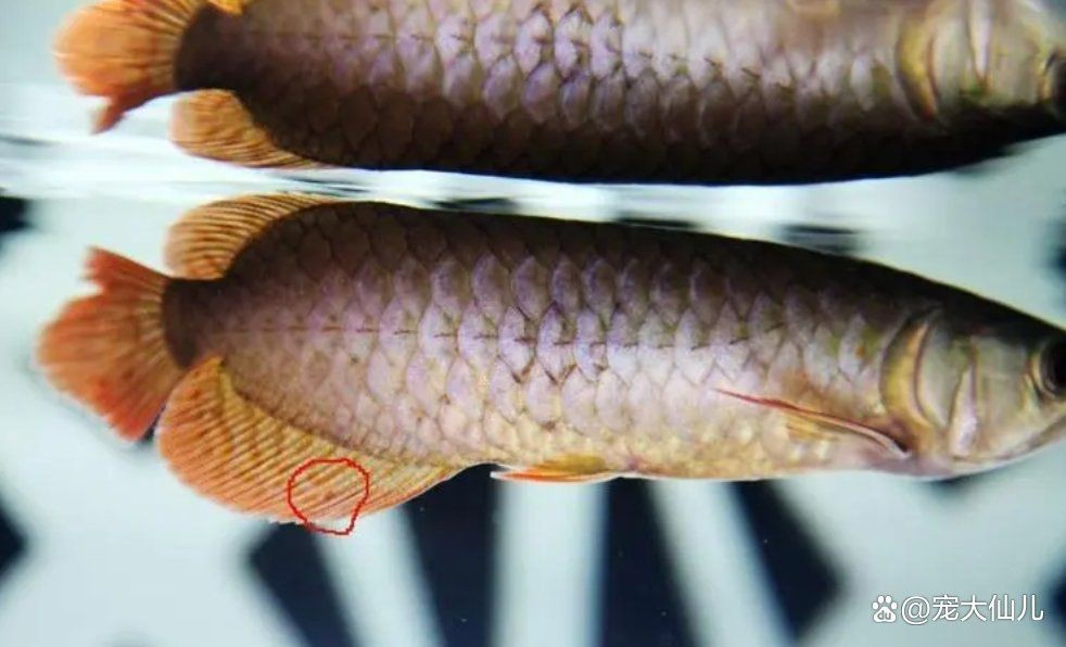 飛鳳魚為什么會吸食龍魚傷口？【鳳魚吸食龍魚傷口可能有以下原因飛鳳魚的飼養(yǎng)技巧和注意事項(xiàng)】