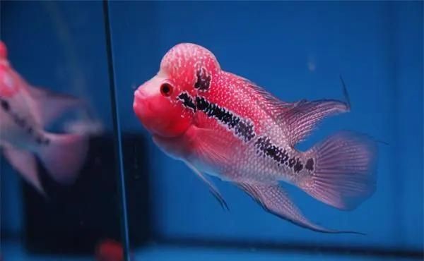 羅漢魚正確養(yǎng)法【《羅漢魚正確養(yǎng)法》*百度經(jīng)驗(yàn),羅漢魚好養(yǎng)嗎】 羅漢魚正確養(yǎng)法【《羅漢魚正確養(yǎng)法》*百度經(jīng)驗(yàn),羅漢魚好養(yǎng)嗎】 龍魚百科 第3張