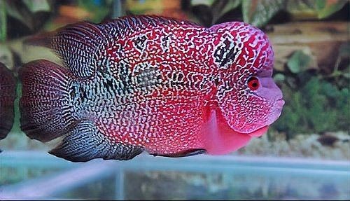 羅漢魚正確養(yǎng)法【《羅漢魚正確養(yǎng)法》*百度經(jīng)驗(yàn),羅漢魚好養(yǎng)嗎】 羅漢魚正確養(yǎng)法【《羅漢魚正確養(yǎng)法》*百度經(jīng)驗(yàn),羅漢魚好養(yǎng)嗎】 龍魚百科 第9張