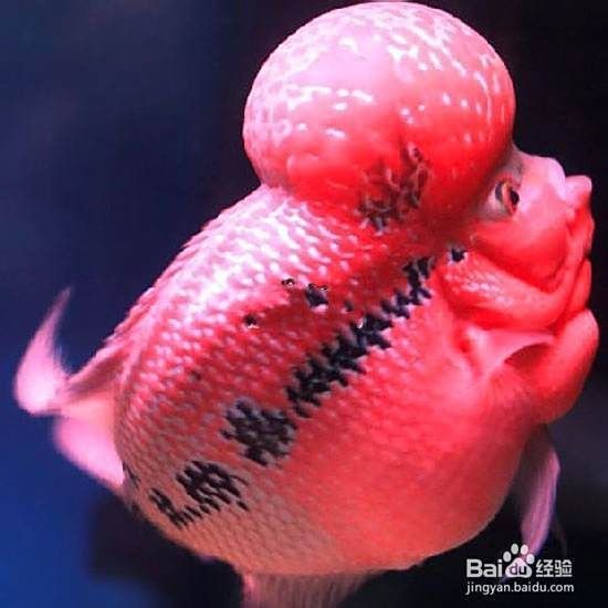 羅漢魚正確養(yǎng)法【《羅漢魚正確養(yǎng)法》*百度經(jīng)驗(yàn),羅漢魚好養(yǎng)嗎】 羅漢魚正確養(yǎng)法【《羅漢魚正確養(yǎng)法》*百度經(jīng)驗(yàn),羅漢魚好養(yǎng)嗎】 龍魚百科 第8張