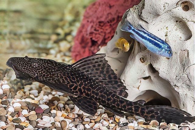 十大最建議買的清潔魚【水族箱選購指南】
