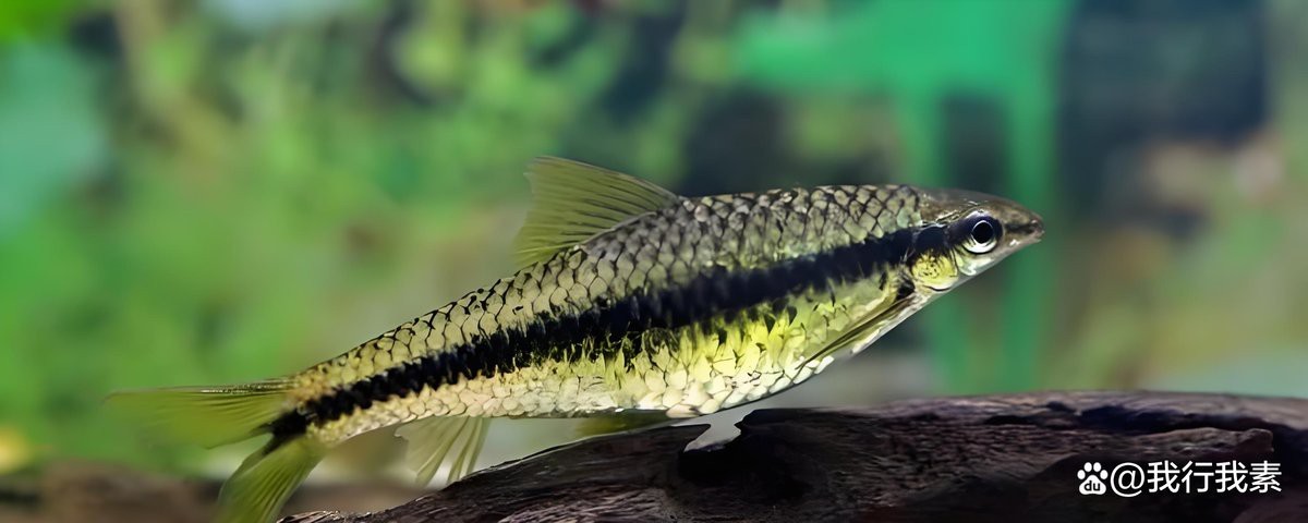 十大最建議買的清潔魚【水族箱選購指南】