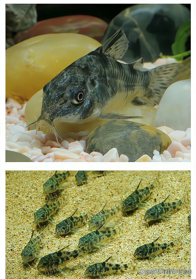 十大最建議買的清潔魚【水族箱選購指南】
